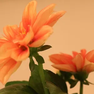 Haus Mandarina Appartamento Palit